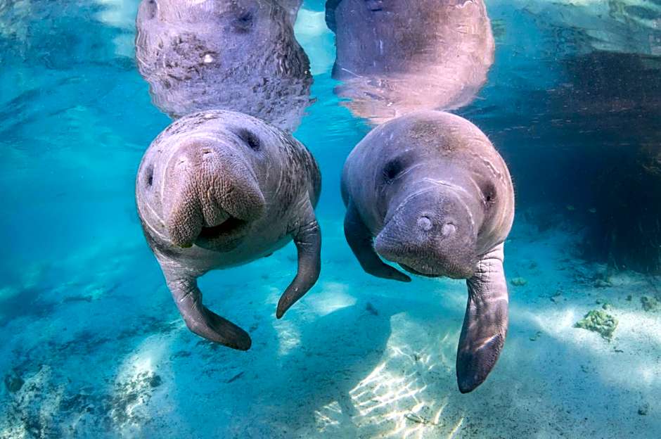 Holiday Inn Express Crystal River By IHG