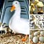 Athol Country Bed & Breakfast