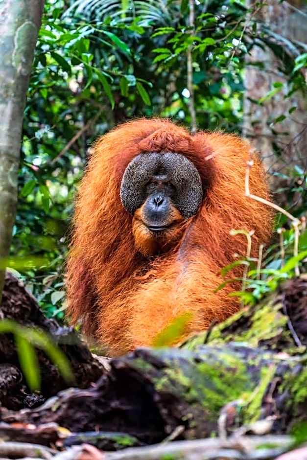 Asim Paris Guesthouse & jungle trekking