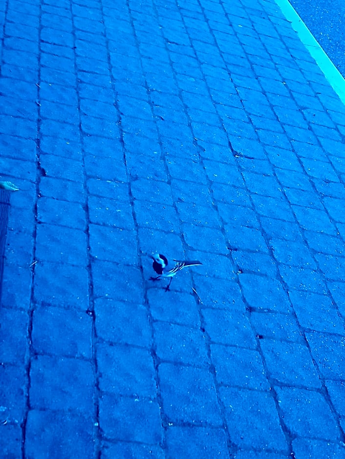 B&b il campanile di leone Pina