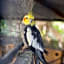 Idan Lodge in the Arava