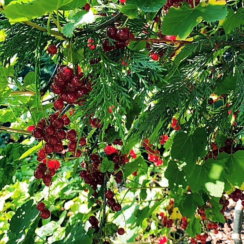 Palac Osowo gostynskie