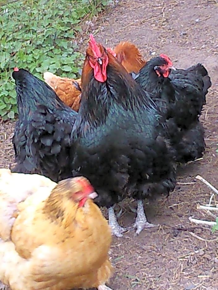 Clumber Lane End Farm