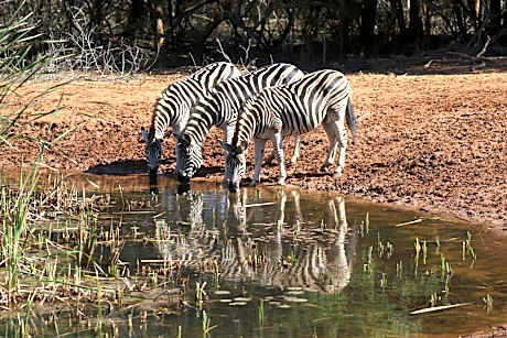Bushbaby Lodge & Camping