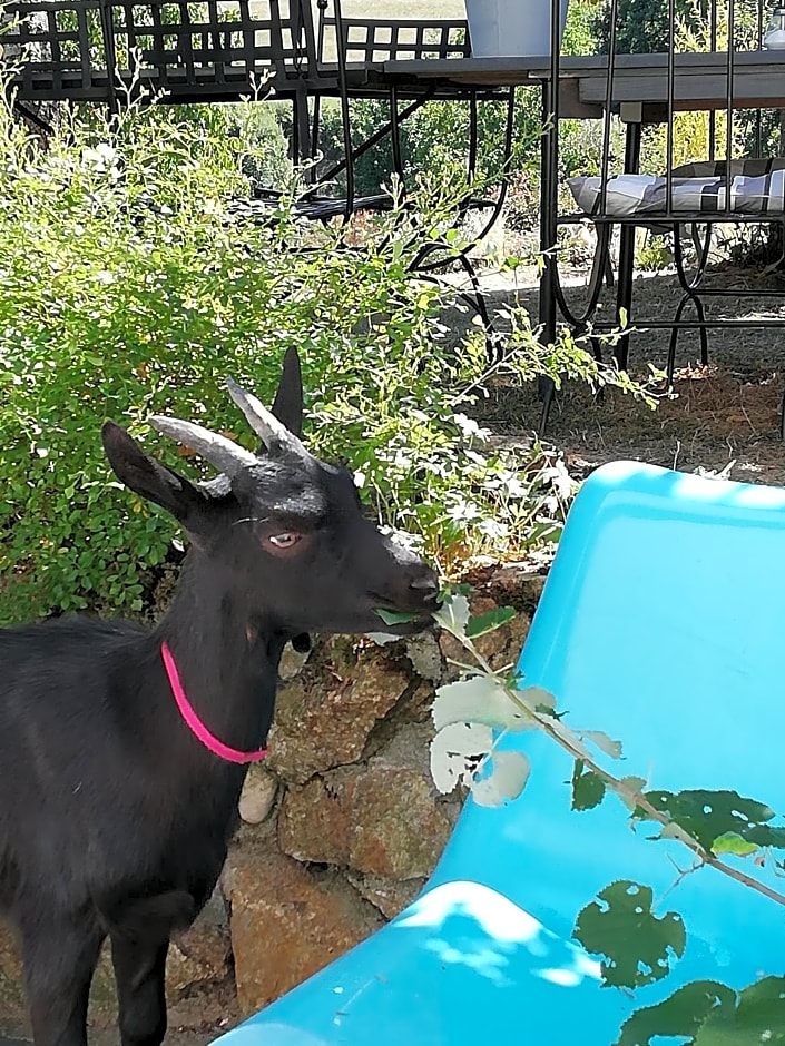 Chambre d'hôte équestre Au petit bonheur