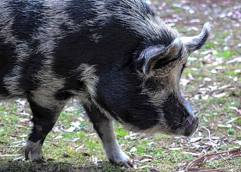 Tomah Retreat - Studio CHILL with fireplace and clawfoot bath