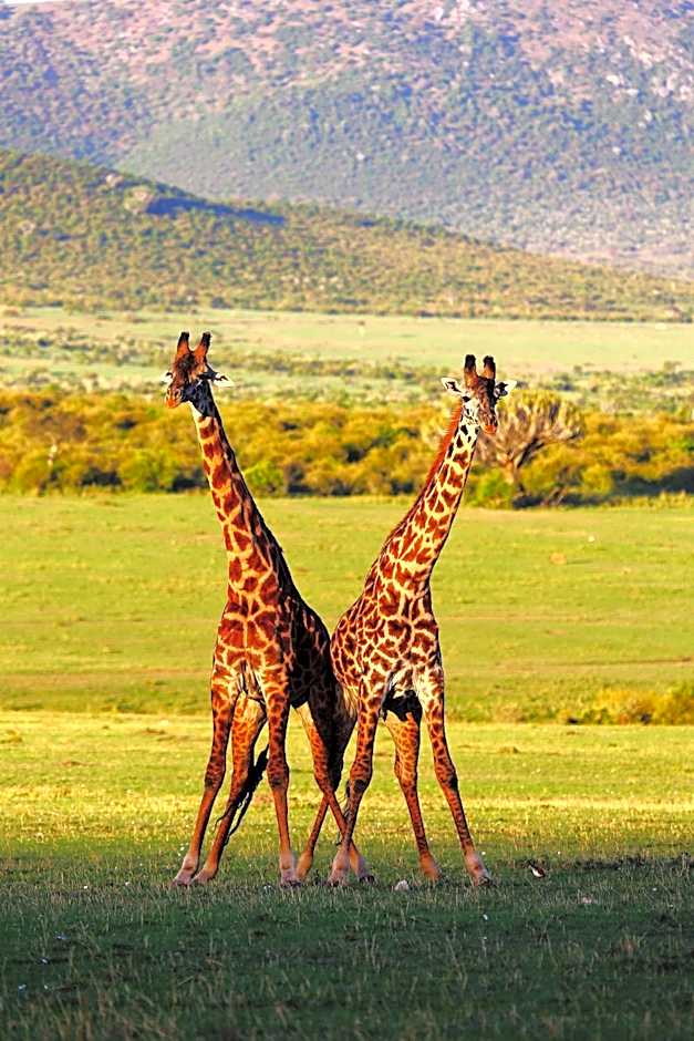 Jambo Mara Safari Lodge