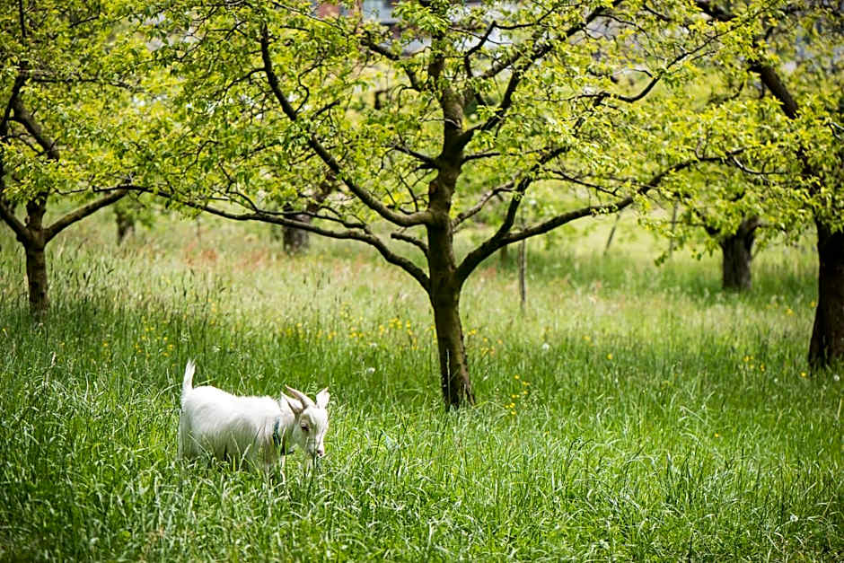 Le Domaine (Swiss Lodge)