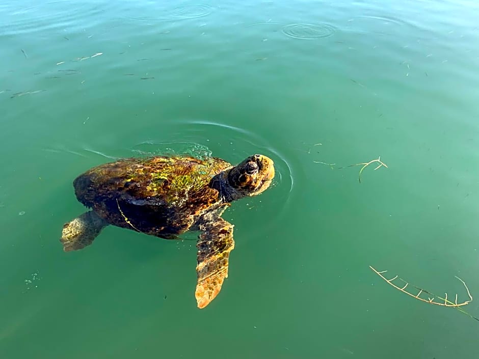 Rouchotas Apartments