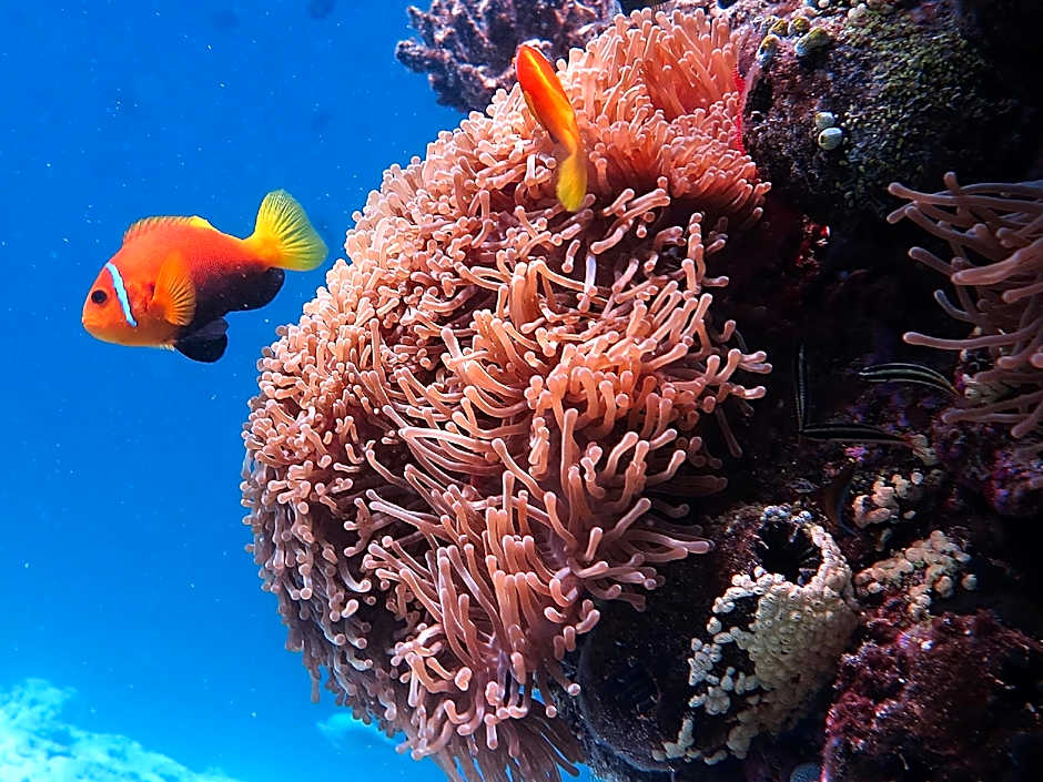 Stingray Beach Inn at Maafushi
