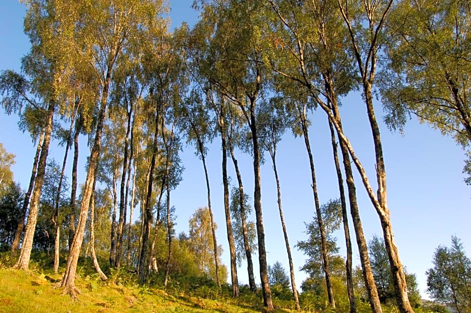 Luxury woodland Alder Lodge