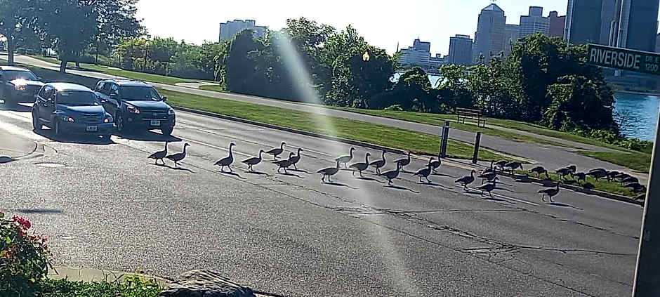 Waterfront Home Windsor ,On, Ca