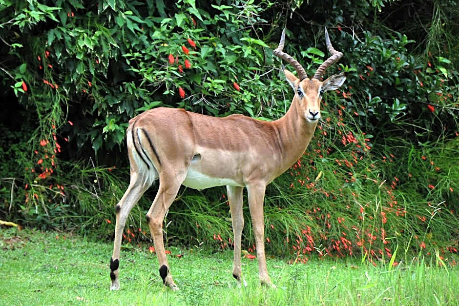 Kruger Park Lodge Unit No. 543