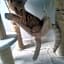La ferme aux chats