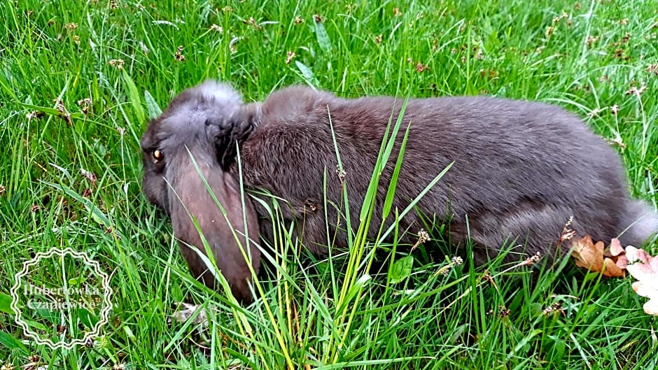 Hubertówka Czapiewice