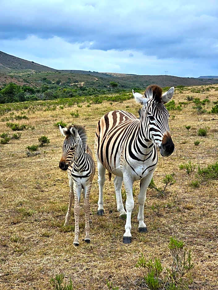Garden Route Safari Camp