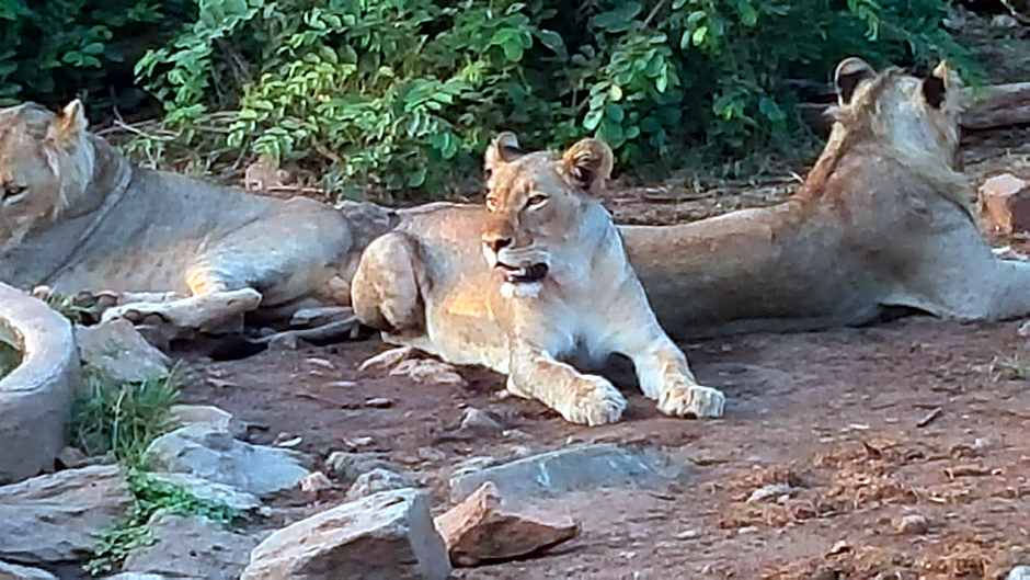 Muweti Bush Lodge