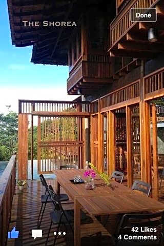 The Shorea