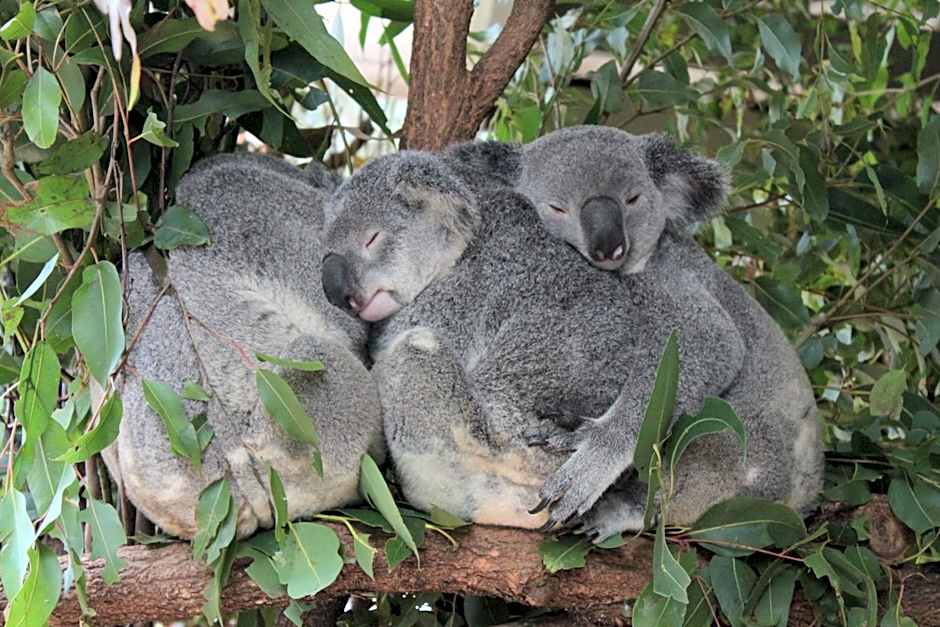 Paperbark Bed & Breakfast