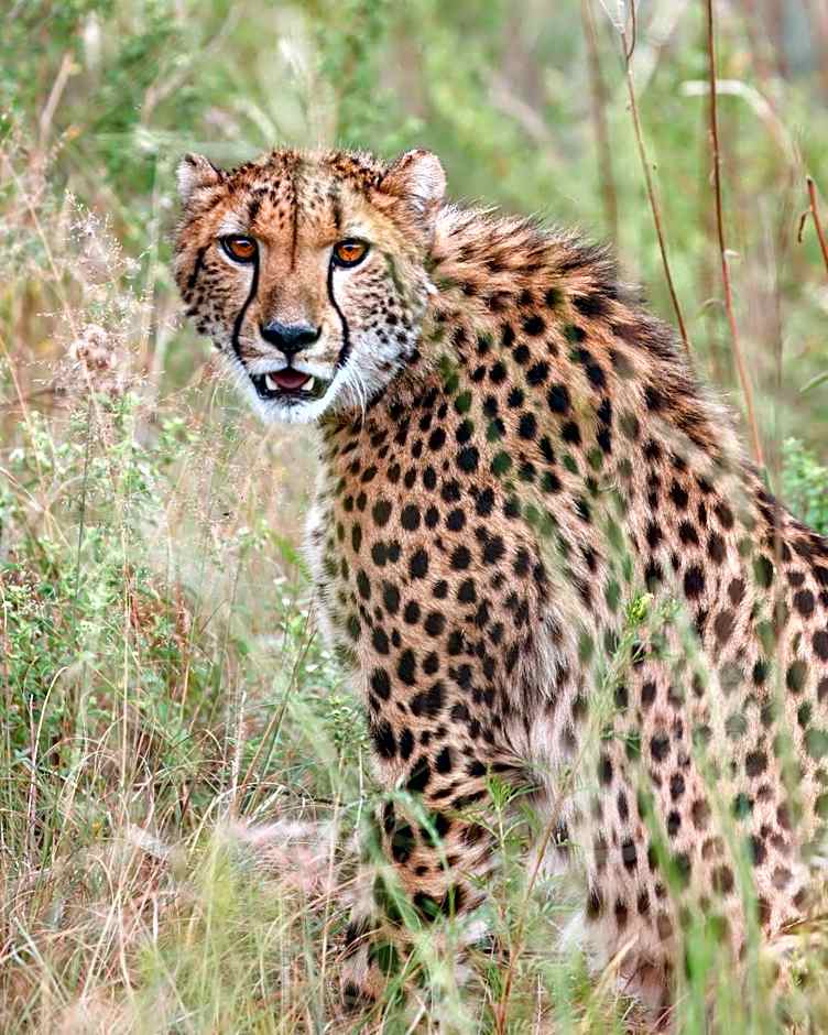 Shambala Private Game Reserve