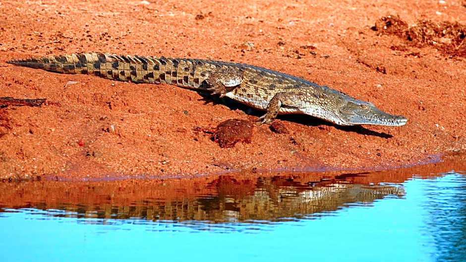 Geiger's Camp in Timbavati Game Reserve by NEWMARK