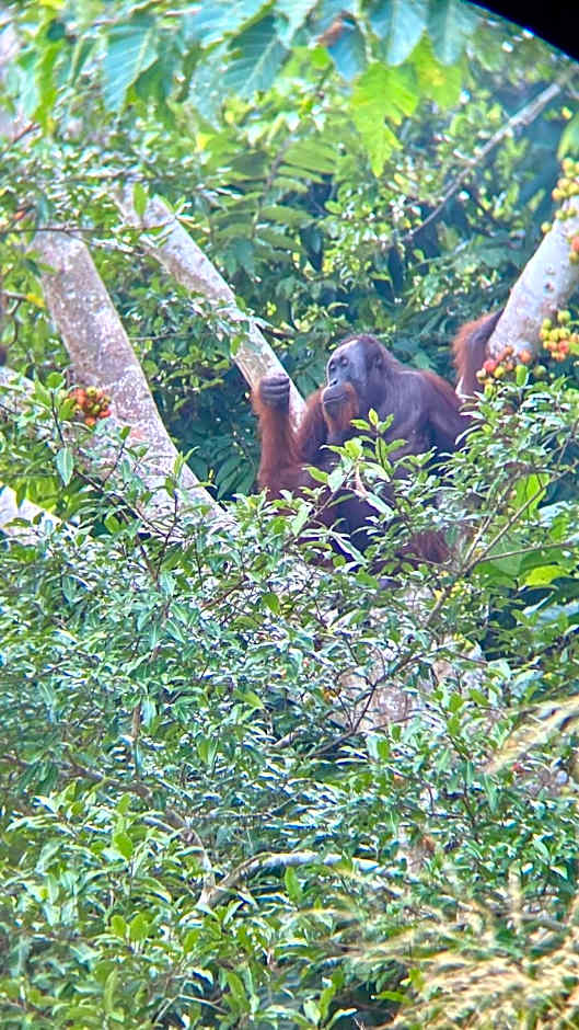 Borneo Jungle Adventure