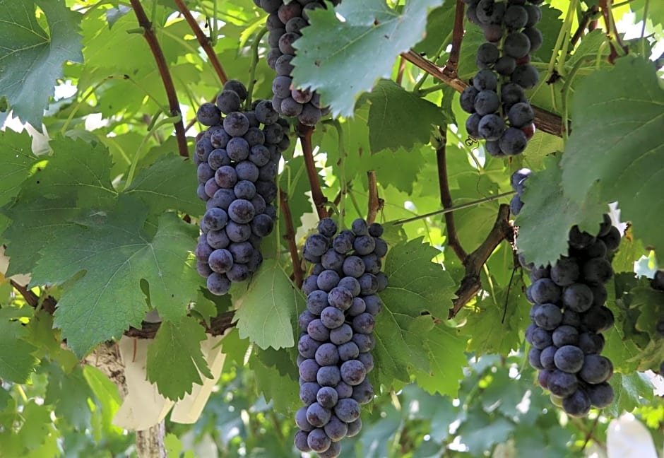 Grand Mercure Zhengzhou West