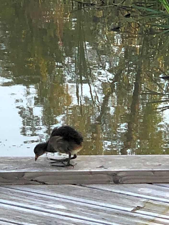 Le Bois des Chambres