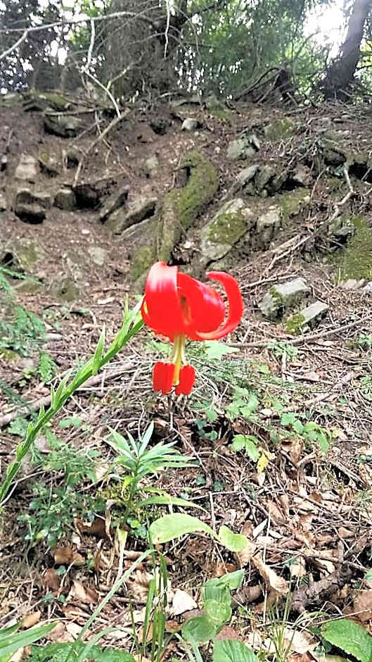 Palio Litochoro The Countryside Lodge