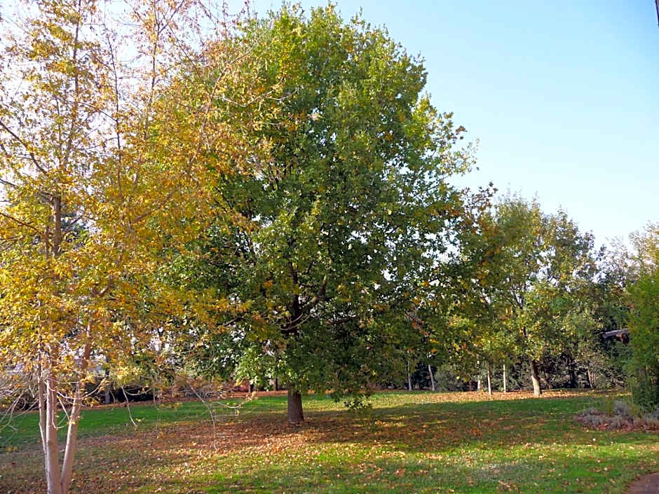 Casa Flosa Room & Breakfast