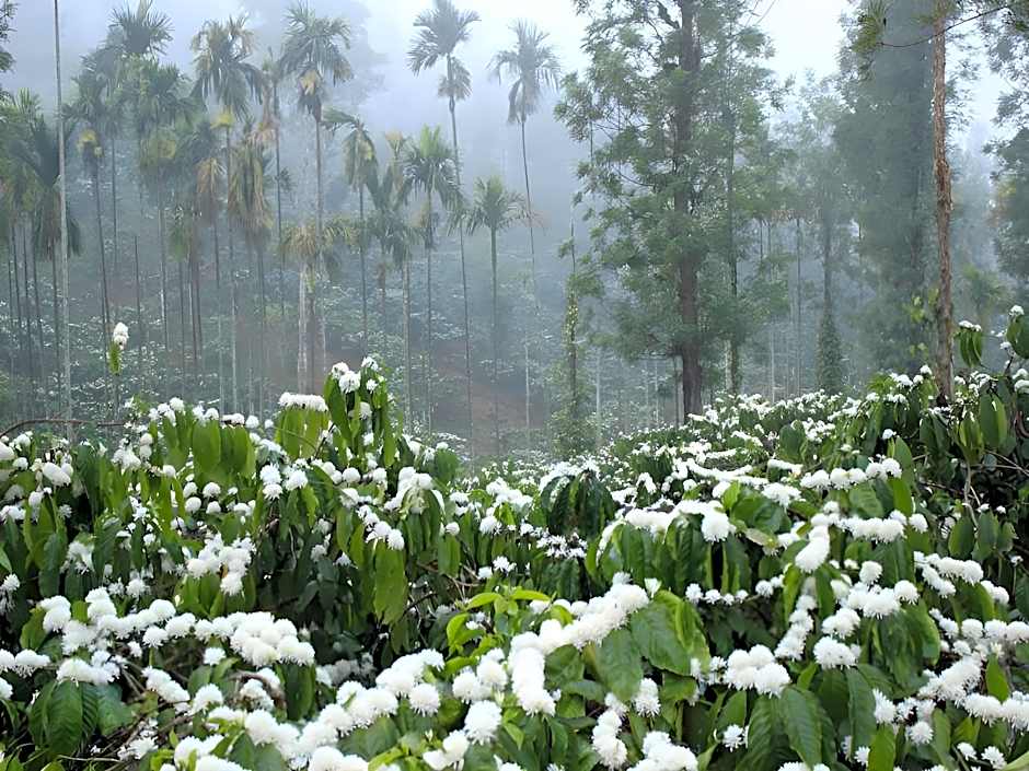 Annapara Home Stay In Vythiri - Wayanad