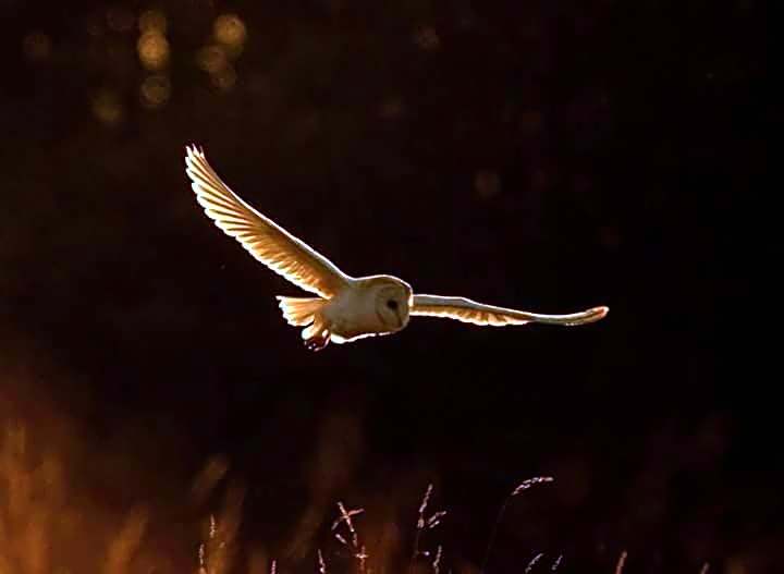 Plumptons Farm Holiday Lodges