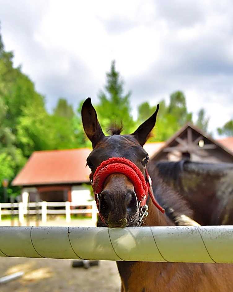 Hotel SPA Dr Irena Eris Wzgórza Dylewskie