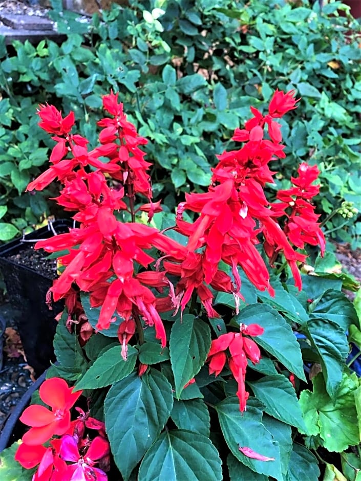 Chambres d'hotes Les Coustilles