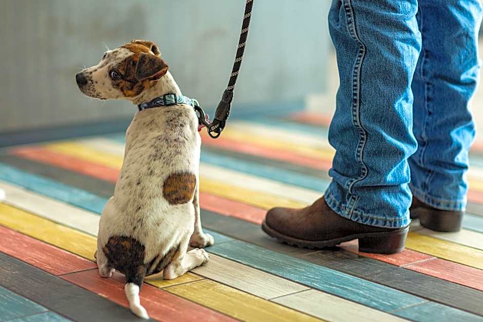 OYO Hotel Irving DFW Airport North