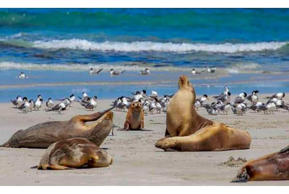 Discovery Parks - Kangaroo Island