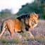 Hlosi Game Lodge - Amakhala Game Reserve