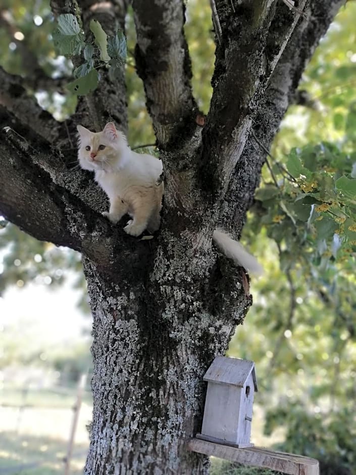 Chambre d'hôte équestre Au petit bonheur