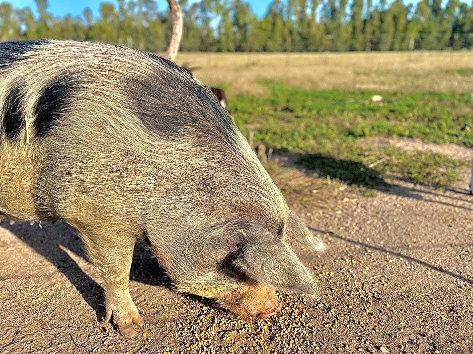 Affittacamere Soleluna