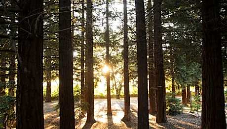 Harvest King Room with Fireplace Terrace