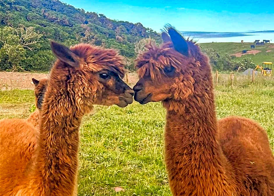 Ryan Bay Holiday Park