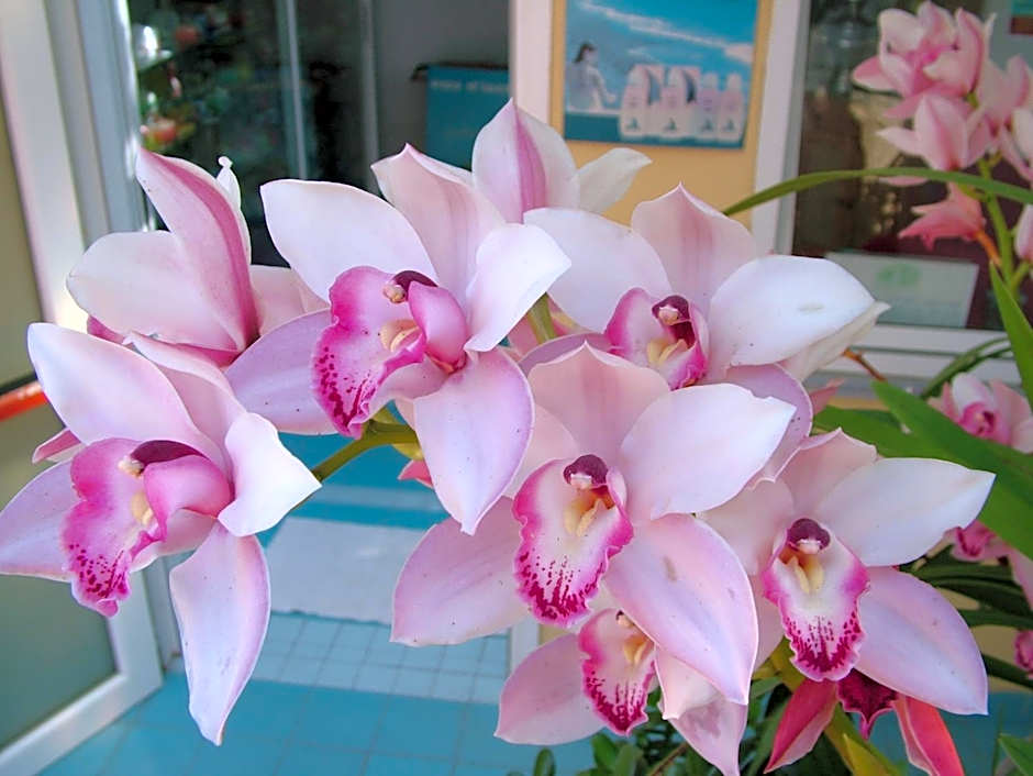 Hotel Giardino Delle Ninfe E La Fenice