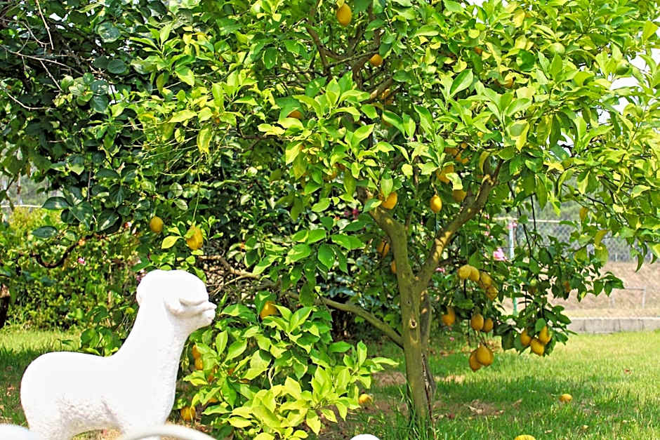 Residencial Pinho Verde