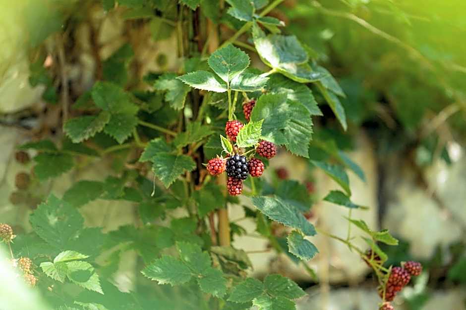 La Forestale Luxury Ecolodge - La Suite Royale