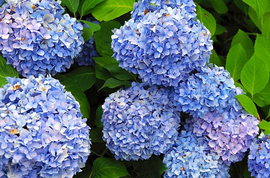あじ彩の宿小浜荘
