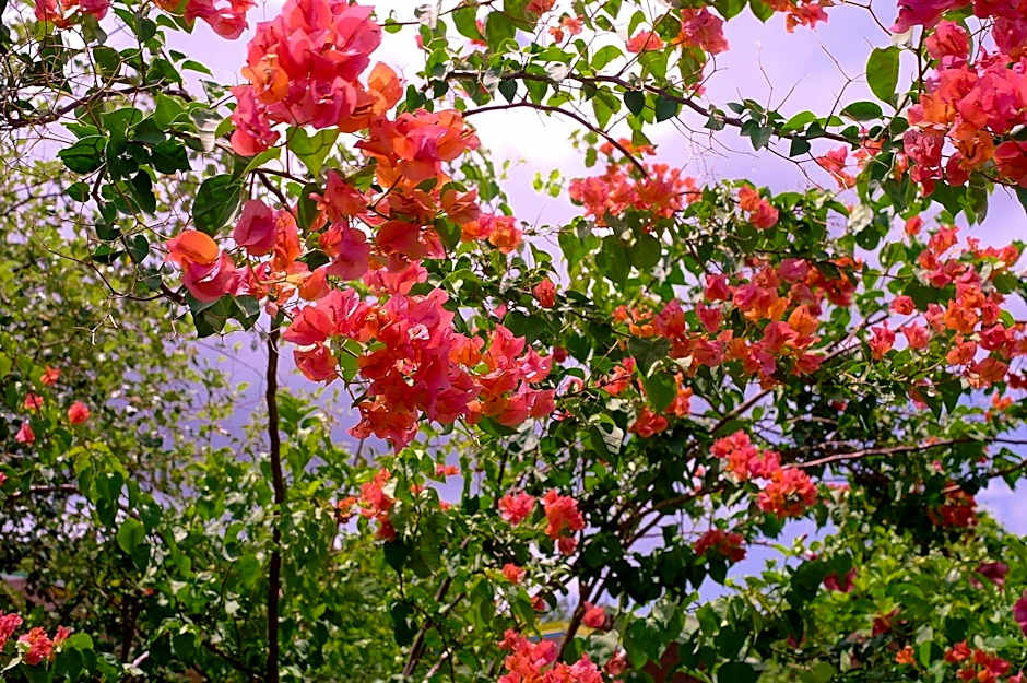Les Merveilleux Flots de la Mer