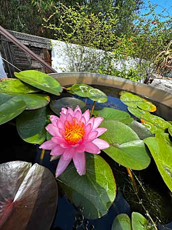 Lotus Garden - Île de la Réunion