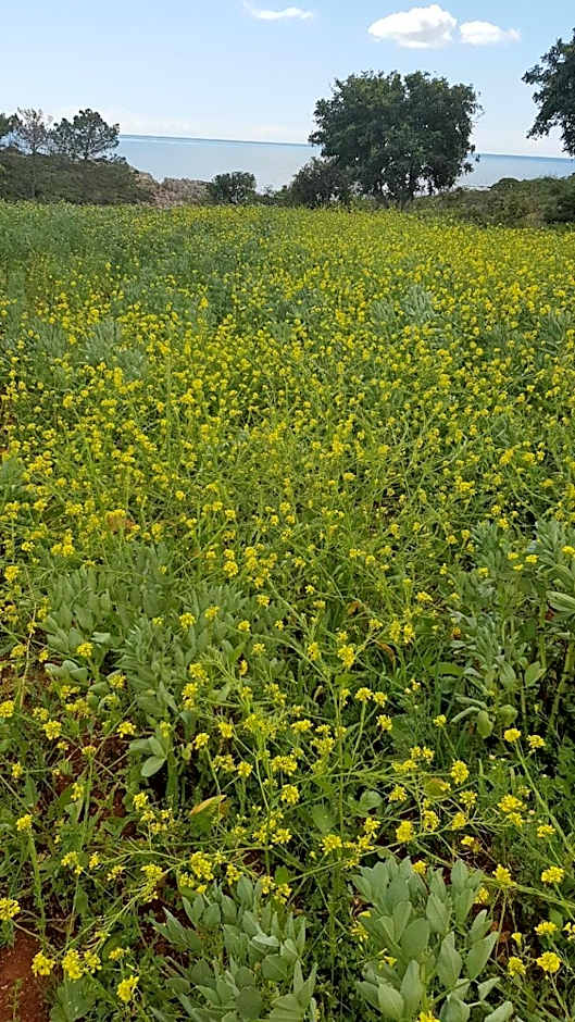 Laurus - Charming House