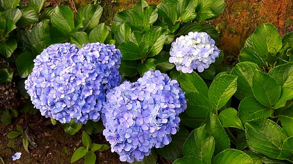 Toca - Bairro Serrano