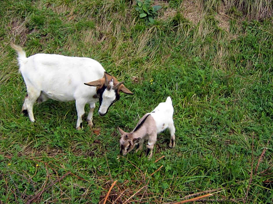 Bed & Breakfast Castello Regina